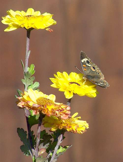 Buckeye-moth-on-chrysanthemum