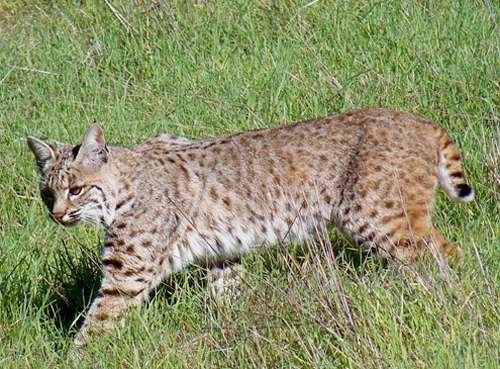 bobcat-hunting