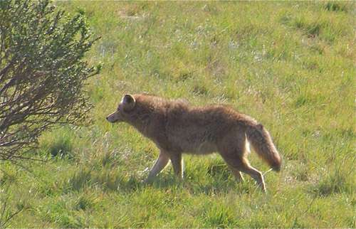 coyotecoyote-brush2