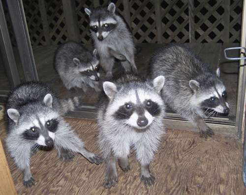 raccoons in kitchen