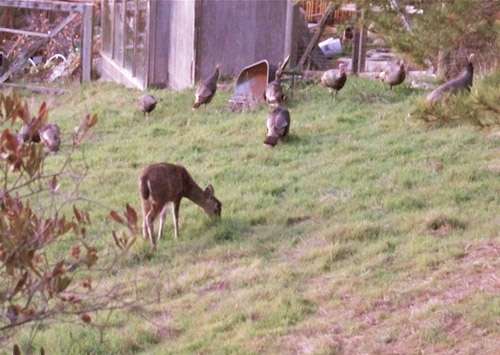 turkeys-and-deer