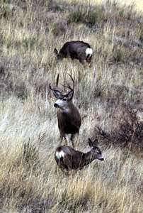 mule_deer-238.jpg