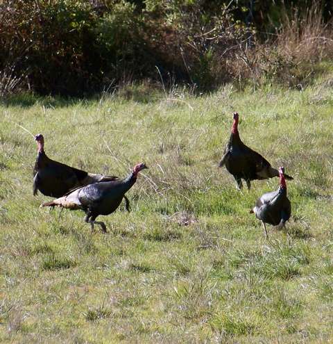 Before long, four wild turkeys showed up in my pasture and proceeded to chase each other in circles.