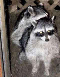 raccoons-fucking