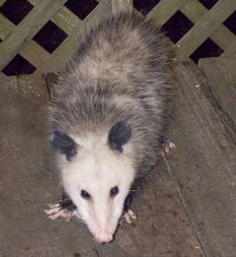 curious-possum2
