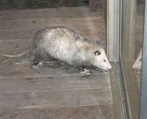 possum-reflection