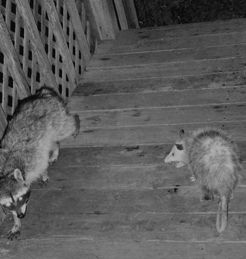 possum-snarls