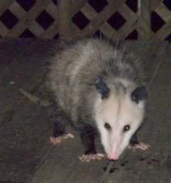 possum-closeup_1
