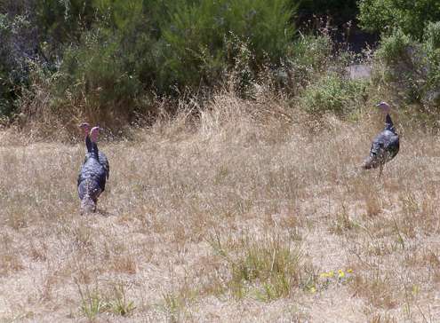 turkeys1