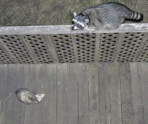 possum-coon-on-rail