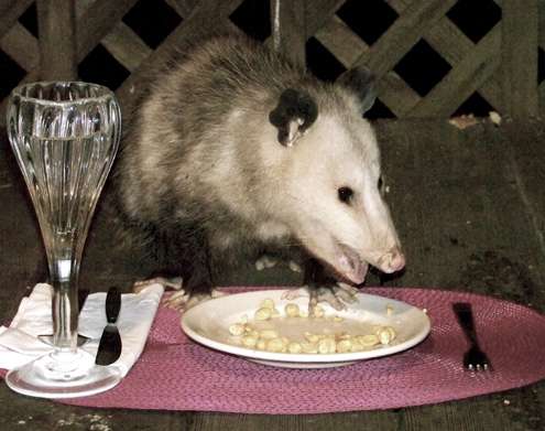 possum-with-placemat