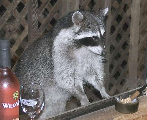 raccoon-bartender