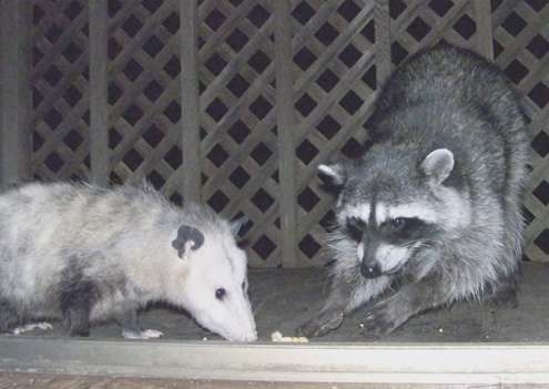 possum-eats