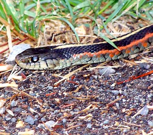 garter-snake