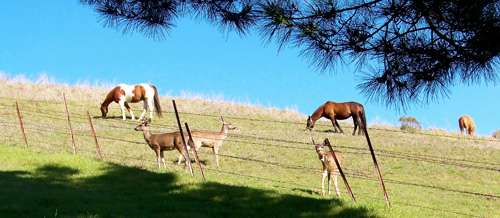 deer-join-horses