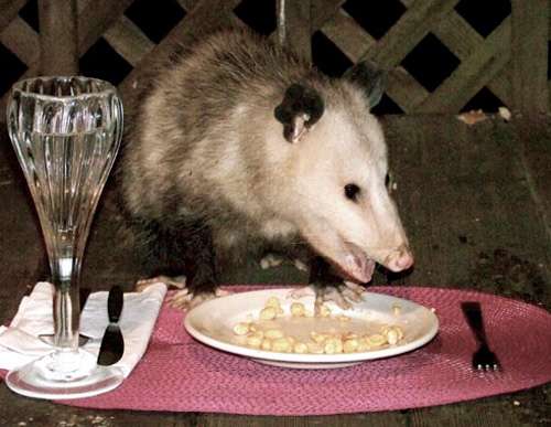 possum-table-manners