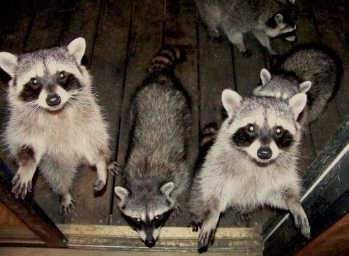 raccoons-trick-or-treating