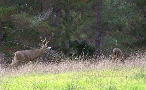 buck-stalking-doe