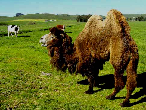 camel6
