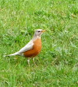 white-robin-8