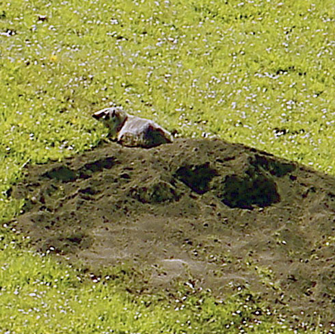 badger_11 badger_11