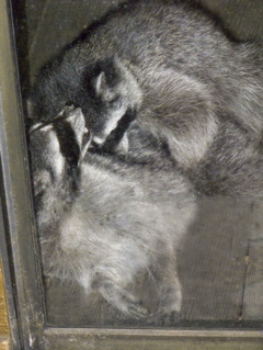 raccoon-ramble4